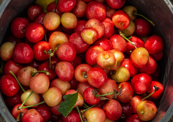Naklejka na ściany i meble Cherry harvest, ripe cherries in a bucket