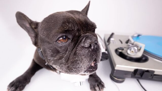 DJ french bulldog playing records 