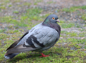 Rock dove