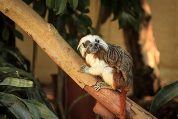 Cotton-top tamarin monkey mong the vegetation of a tropical jungle