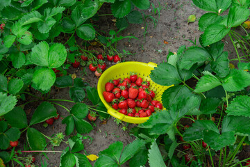 Strawberry plantation in the vegetable garden in the village