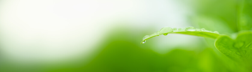 Nature of green leaf with rain drops  in garden at summer. Natural green leaves plants using as...
