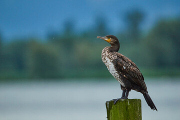 Close up of a cormorant sitting on a pole