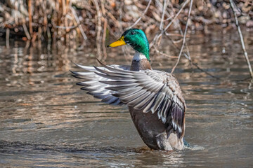 Flatternde Ente im Wasser