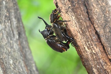 カブトムシの求愛行動