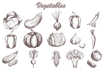 Sketch vegetables set. Vintage hand drawn garden vegetable collection. pumpkin. tomato, carrot, cabbage, zucchini, pepper, cauliflower, beet vector set.