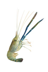 Giant river prawn or Giant freshwater prawn isolated on white background.