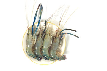 Giant river prawn or Giant freshwater prawn on white background.