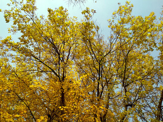 Fototapeta premium Yellow leaves against the blue sky. Autumn. Trees with lags of yellow leaves on branches. Clear blue sky. Background. Texture. Autumn card. Copy space for text