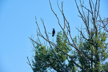 cormorano