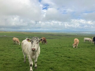 Cows grazing in the field, Cliffs of Moher, Co. Clare, Ireland