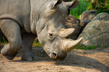 Obraz premium Beautiful rhinoceros in the zoological park of Granby, province of Quebec, Canada 