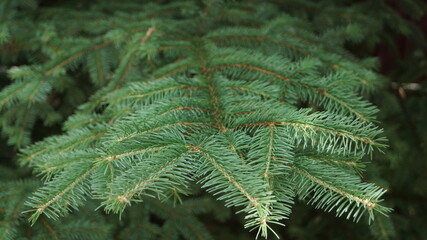 fir