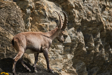 Ibex in its natural habitat