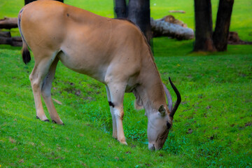 Naklejka na ściany i meble Beautiful Common eland of Africa in a Canadian zoological park 
