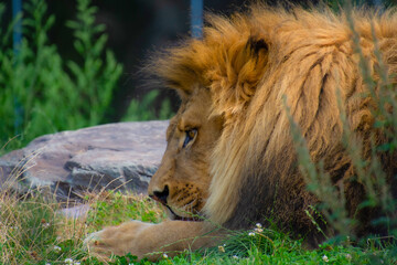 Beautiful lion in the zoological park of Granby, province of Quebec, Canada 