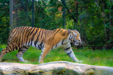 Beautiful tiger in the zoological park of Granby, province of Quebec, Canada