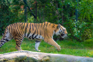 Beautiful tiger in the zoological park of Granby, province of Quebec, Canada
