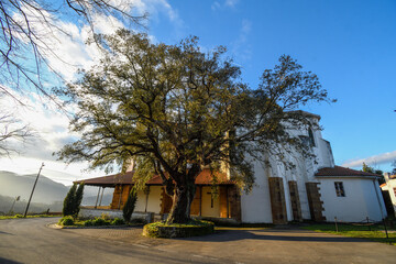Centennial holm oak of San Esteban de Galdames, with the church behind
