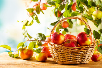 Fresh Red Apples in basket and on tree branches. Autumn and Harvest Concept. Apple garden.