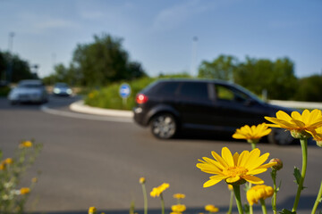 Yellow wildflowers in front of road intersection. Traffic circle with 3 moving cars. Shallow depth...