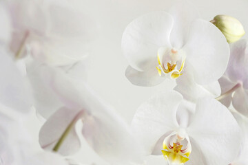 Fototapeta na wymiar close up of blooming white orchid flower bouquet 