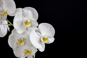 close up of white orchid flower bouquet on black background	