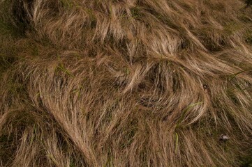 close up of reed in wind