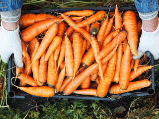 Harvesting carrots in autumn. Female hands in work gloves hold a black plastic box with fresh carrots.