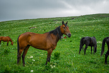 Adult horses graze in alpine meadows. A brown horse with a bell looks at the photographer.
