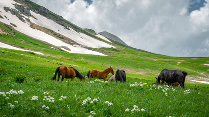 Adult horses graze in alpine meadows. Nearby are small foals. Snow still lies in the mountains.