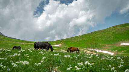 Adult horses graze in alpine meadows. Snow still lies in the mountains.