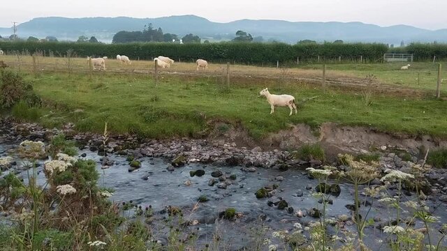 streams with running water through pepple and rocks. goat and sheep gazing grass on river bank
