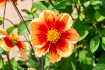 blüte orange detail makro blumenbeet