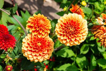 blumenbeet orangene blumen