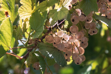 White currant fruits and leaves on a branch by sunny summer day. Fresh berries on a branch in the sunlight