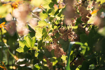 White currant fruits and leaves on a branch by sunny summer day. Fresh berries on a branch in the sunlight