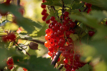 Red currant fruits and leaves on a branch by summer day. Fresh berries on a branch in the sunlight