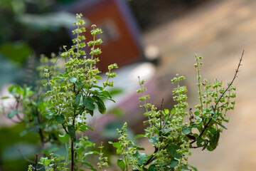 Tulsi tree with blur background