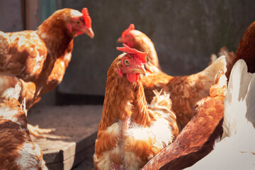 Chickens are walking in the yard by summer day