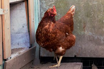 A chicken is standing against a wall by summer day