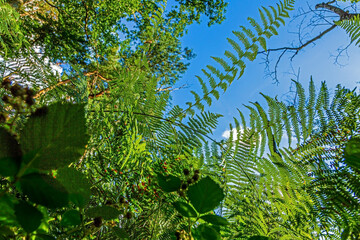 Vertical image taken from ground perspective from a forest with ferns against the blue sky