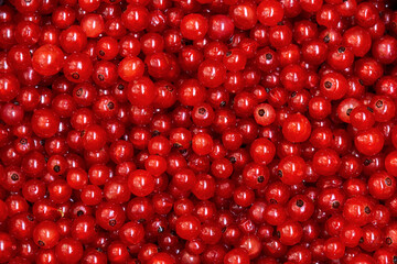 A closeup shot of red currant fruits by summer day