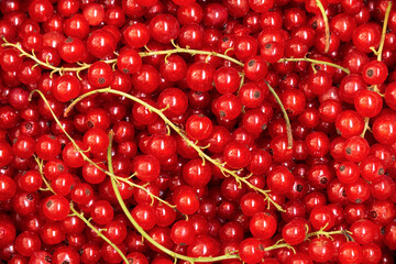 A closeup shot of red currant fruits with branches by summer day