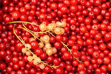 A closeup shot of red currant and white currant fruits with branches by summer day