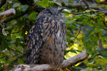  Uhu (Bubo bubo) schläft im Laubbaum