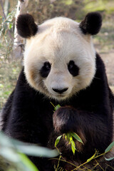 Große Panda (Ailuropoda melanoleuca) Riesenpanda oder Pandabär von vorne