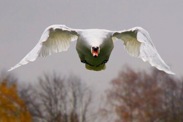 Höckerschwan (Cygnus olor) im Flug, frontal 