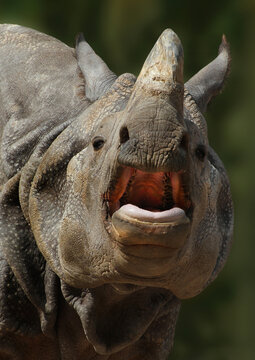  Panzernashorn (Rhinoceros unicornis) Kopf, von vorne