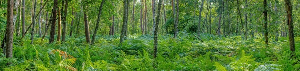 Panoramic image of mixed forest with ferns on the ground in evening light